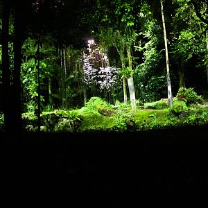 Tram Ride - Malayan Tiger exhibit