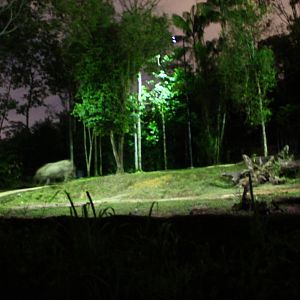 Tram Ride - Indian Rhino exhibit