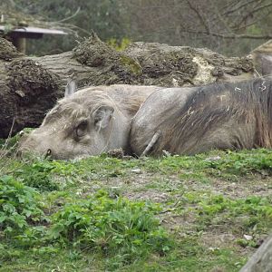 Common Warthogs at Chester Zoo 31/03/12
