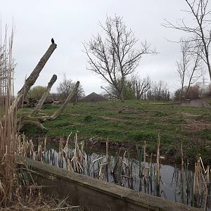 Warthog exhibit at Chester Zoo 31/03/12