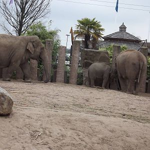 Asian Elephant herd at Chester Zoo 31/03/12