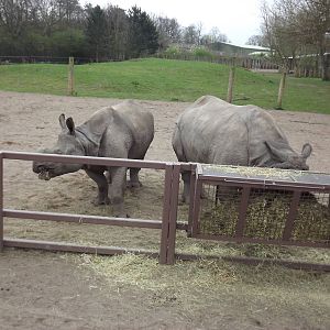 Indian Rhinos at Chester Zoo 31/03/12