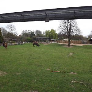 Onager and Camel exhibit at Chester Zoo 31/03/12