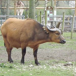 Congo Buffalo at Chester Zoo 31/03/12