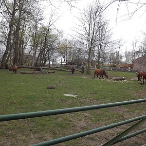 Congo Buffalo herd at Chester Zoo 31/03/12