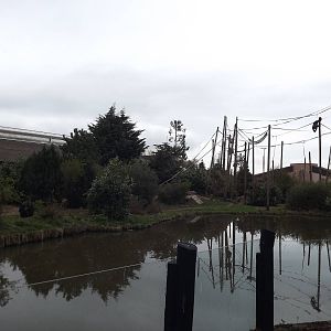 Chimpanzee Island at Chester Zoo 31/03/12