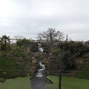 Jaguar exhibit at Chester Zoo 31/03/12