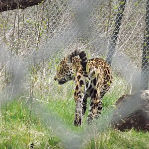 Jaguar at Chester Zoo 31/03/12