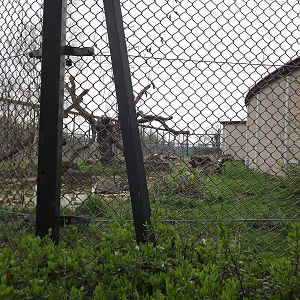 Jaguar exhibit at Chester Zoo 31/03/12