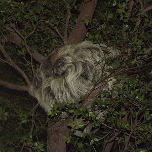 Linnaeus two toed Sloth at Chester Zoo 31/03/12