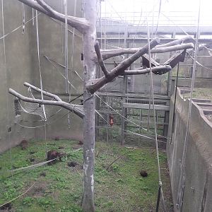 Bornean Orangutan exhibit at Chester Zoo 31/03/12