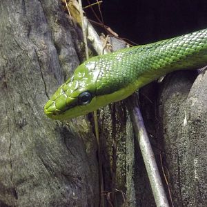 Red Tailed Racer at Chester Zoo 31/03/12