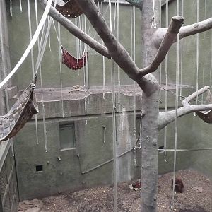 Sumatran Orangutan exhibit at Chester Zoo 31/03/12