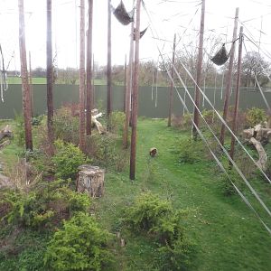 Sumatran Orangutan exhibit at Chester Zoo 31/03/12