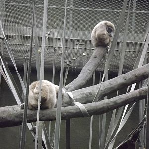 Lar Gibbons at Chester Zoo 31/03/12