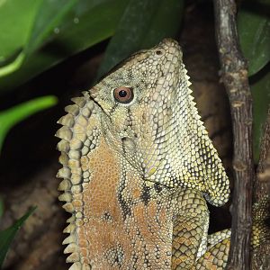 Doria's Angle Head Lizard at Chester Zoo 31/03/12