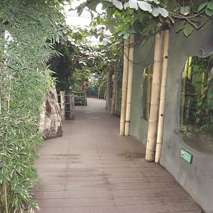 Realm of the red Ape at Chester Zoo 31/03/12