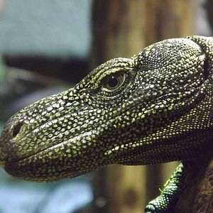 Crocodile Monitor at Chester Zoo 31/03/12