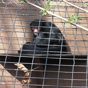 Spider Monkey - 24.03.2012