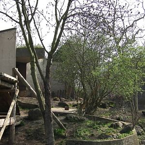 View of Lion Enclosure - 24.03.2012