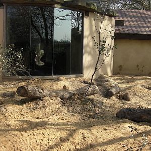 View of Yellow Mongoose Enclosure - 24.03.2012