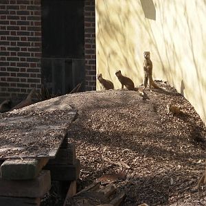View of Yellow Mongoose Enclosure - 24.03.2012