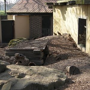 View of Yellow Mongoose Enclosure - 24.03.2012