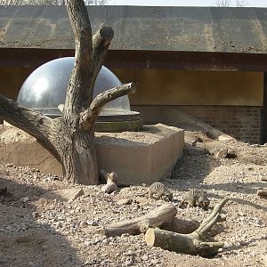 View of the Meerkat and Ardvark Enclosure - 24.03.2012