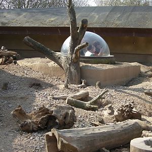 View of the Meerkat and Ardvark Enclosure - 24.03.2012