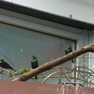 Inside Blackburn Pavillion - 24.03.2012