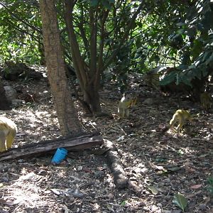 Meet the Monkeys Walkthrough - 24.03.2012