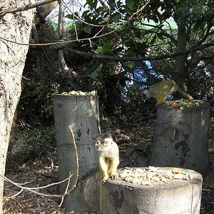 Meet the Monkeys Walkthrough - 24.03.2012