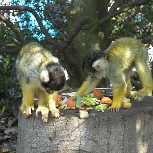 Meet the Monkeys Walkthrough - 24.03.2012