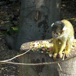 Meet the Monkeys Walkthrough - 24.03.2012