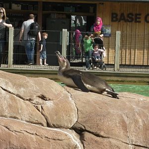 Penguin Beach - 24.03.2012