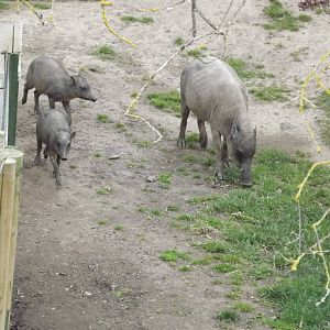 Babirusa and piglets at Chester Zoo 31/03/12
