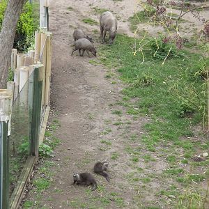 Otters and Babirusa at Chester Zoo 31/03/12