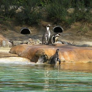 Penguin Beach - 24.03.2012