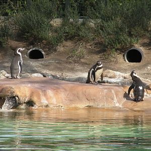 Penguin Beach - 24.03.2012