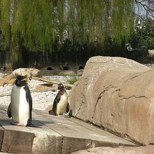 Penguin Beach - 24.03.2012