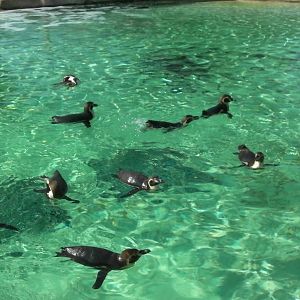 Penguin Beach - 24.03.2012