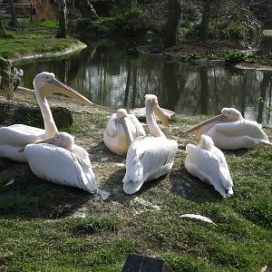 Pelicans - 24.03.2012