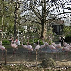 Flamingos - 24.03.2012
