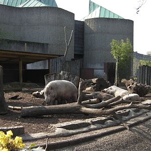 Bearded Pigs - 24.03.2012