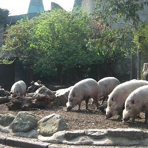 Bearded Pigs - 24.03.2012