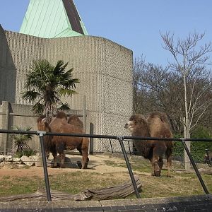 Camel Enclosure - 24.03.2012
