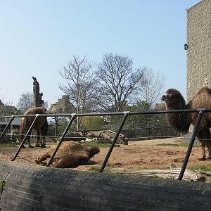 Camel Enclosure - 24.03.2012