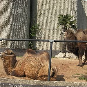 Camel Enclosure - 24.03.2012