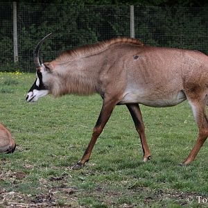Roan Antelope