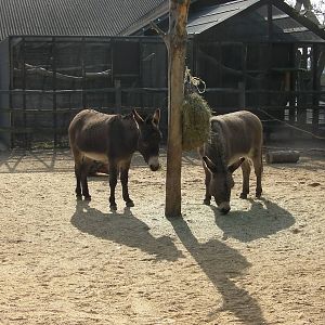 Donkeys - 24.03.2012